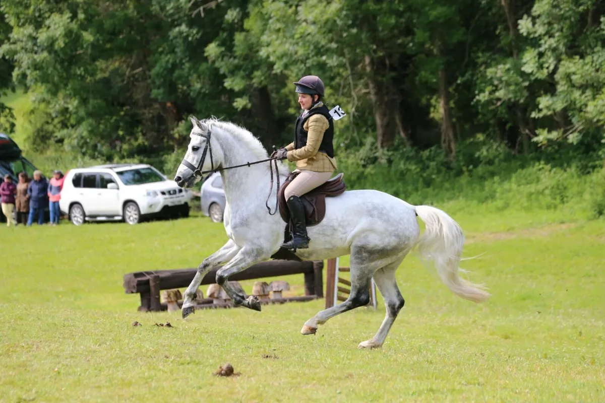 Pony Stars - Ireland's ONLY curated pony Showcase! - Image 2