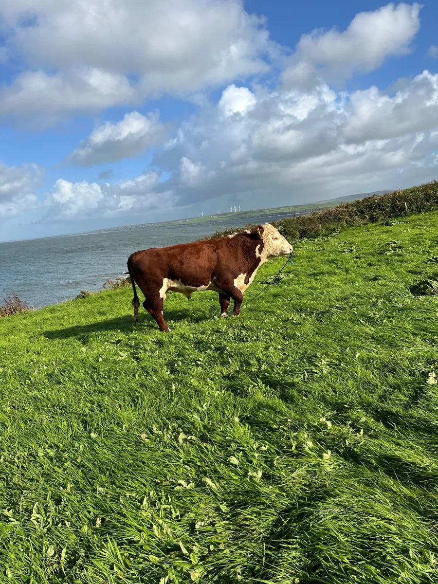 Polled pedigree young Hereford bull - Image 1