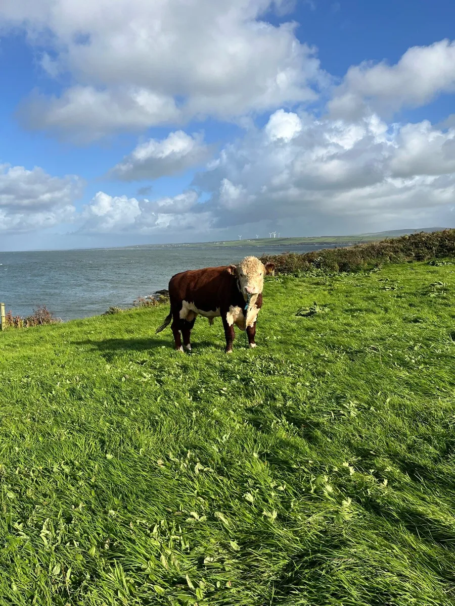 Polled pedigree young Hereford bull - Image 2
