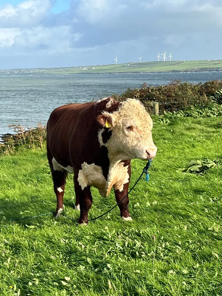 Polled pedigree young Hereford bull - Image 3