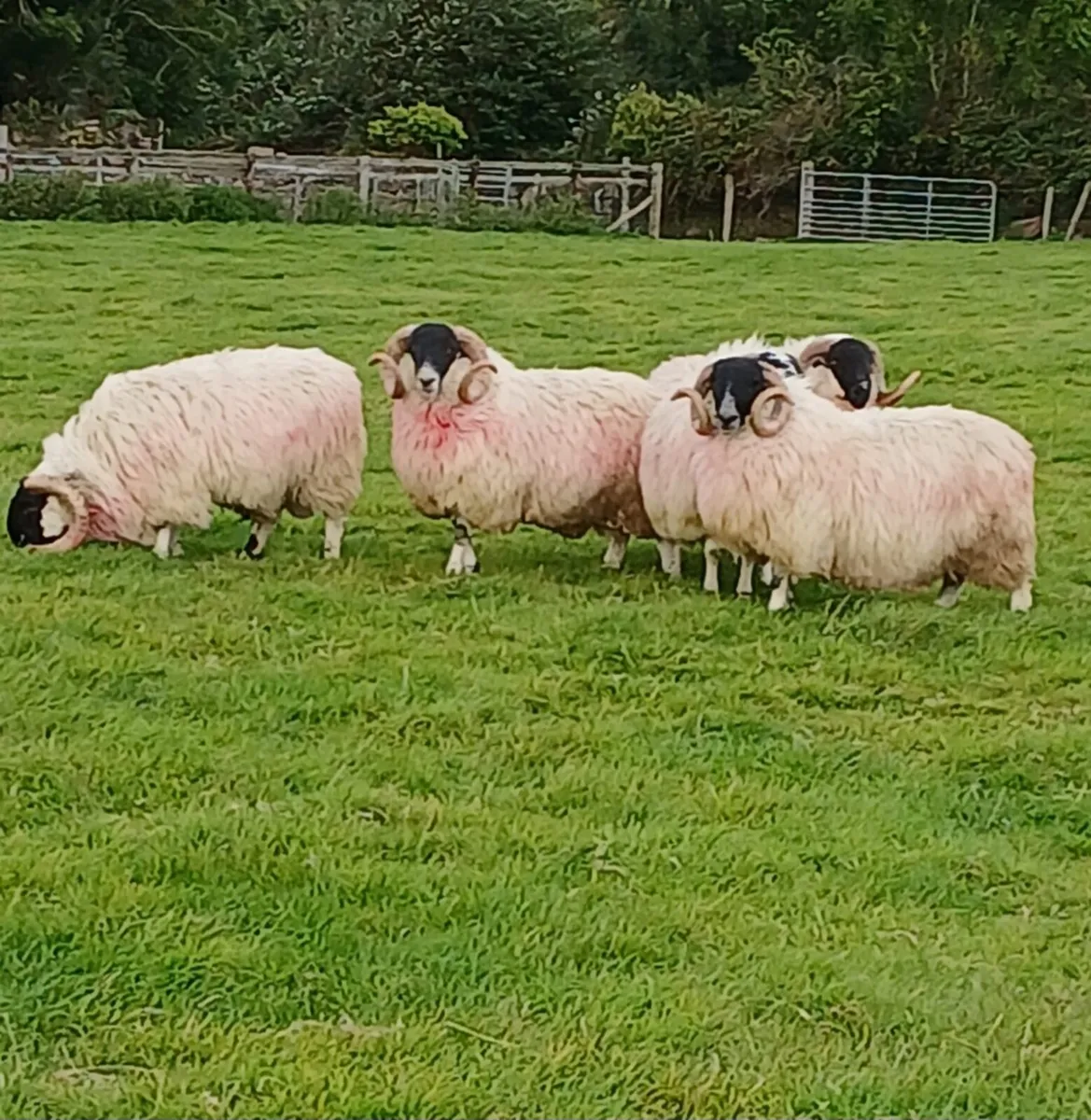 Scotch Rams for sale - Image 1