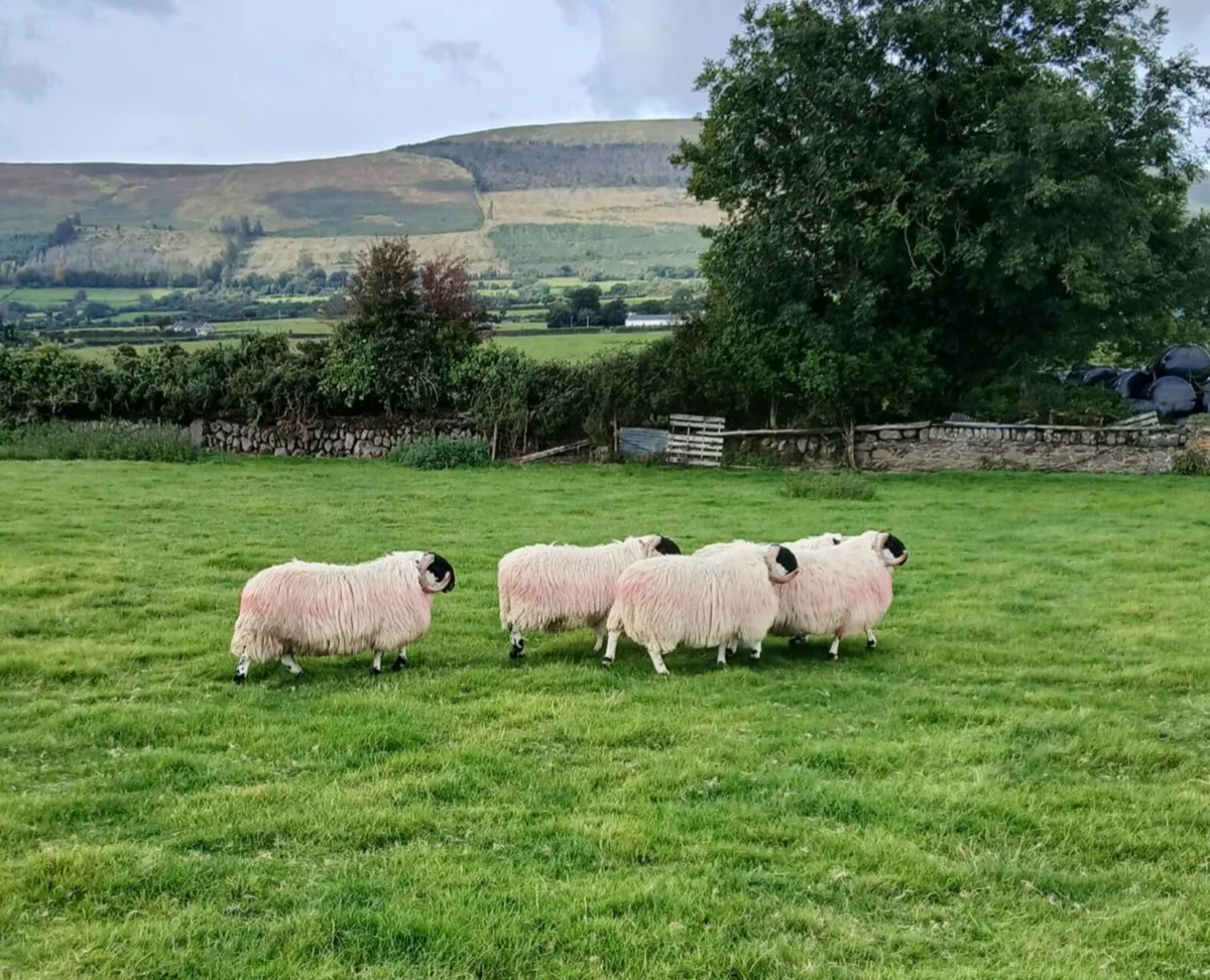 Scotch Rams for sale - Image 3