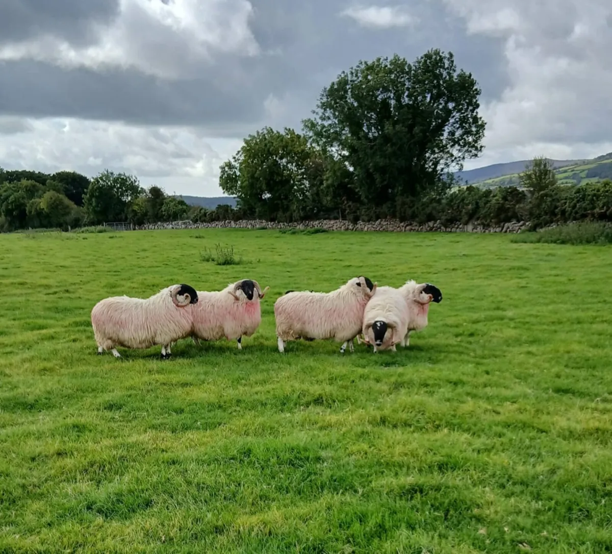 Scotch Rams for sale - Image 4