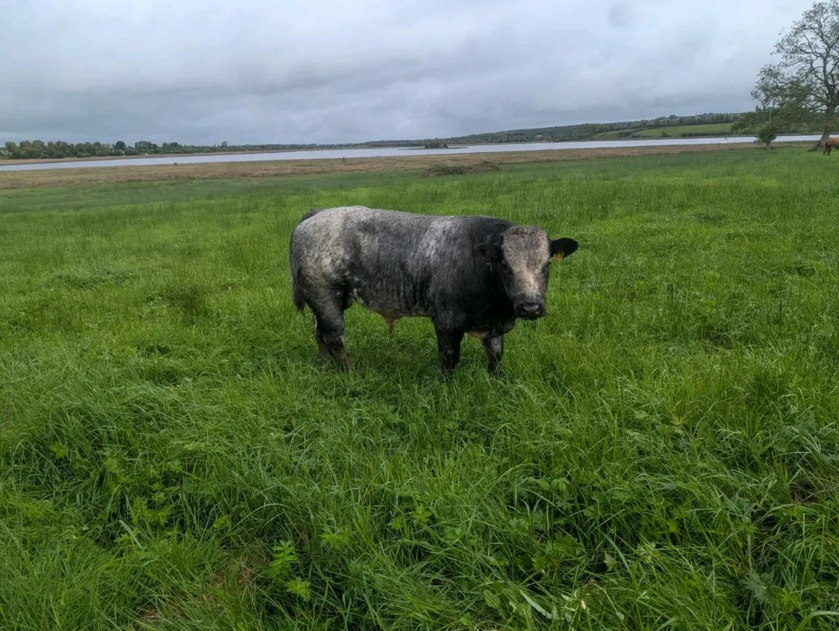 Organic Limousine Weanlings - Image 2