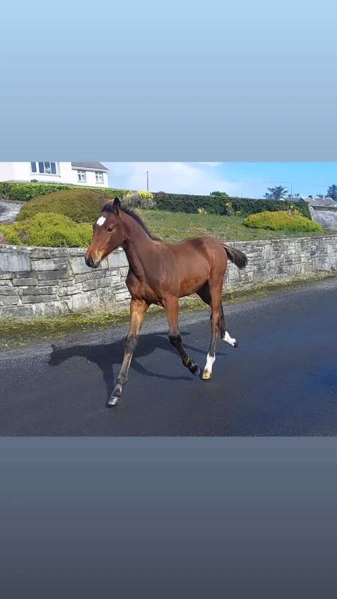 Sligo candy boy X Lux Z colt
