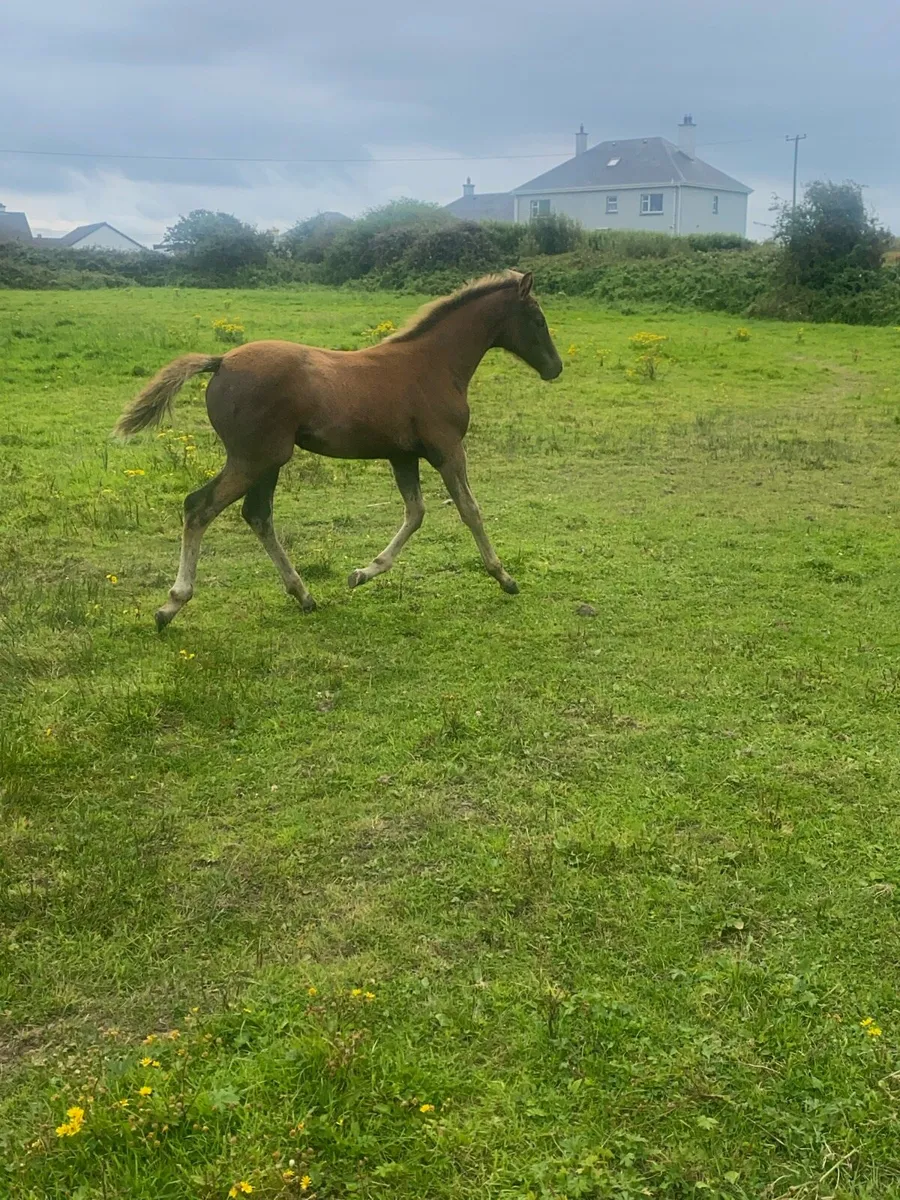 Landsdown filly foal - Image 3