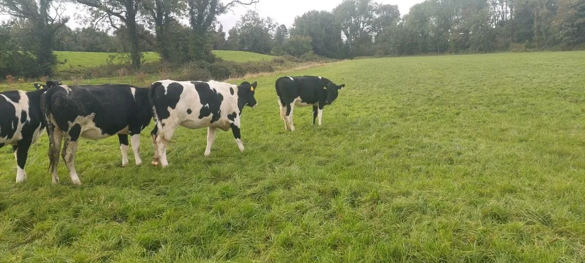 Maiden heifers - Image 1