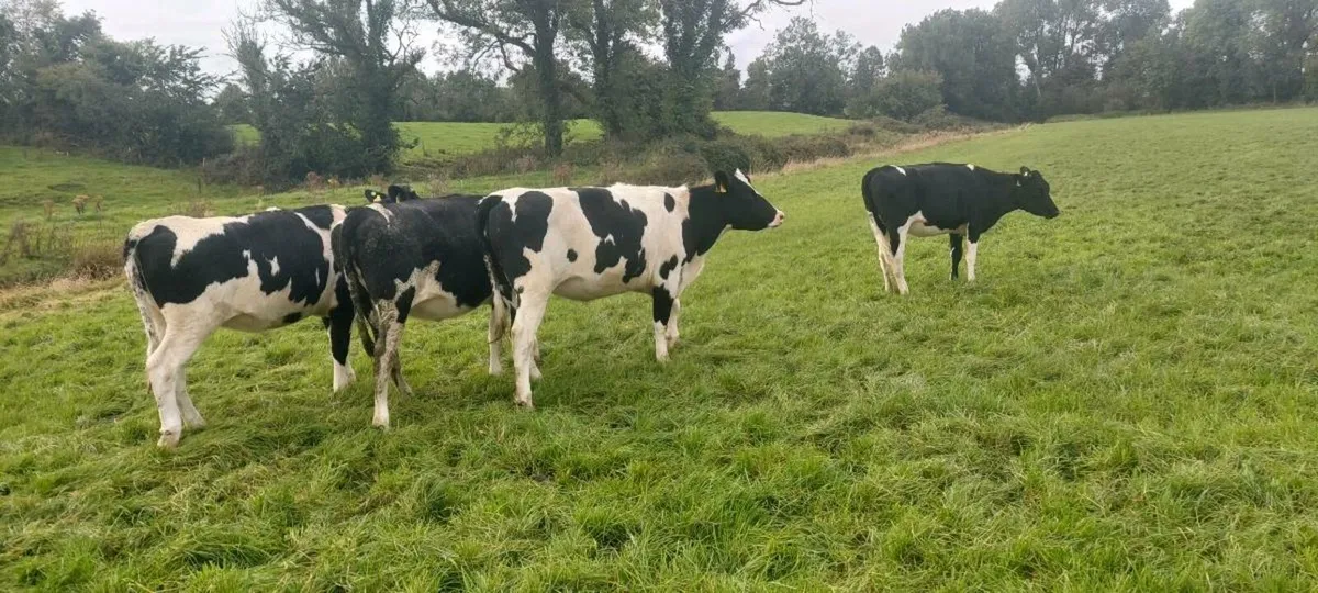 Maiden heifers - Image 2