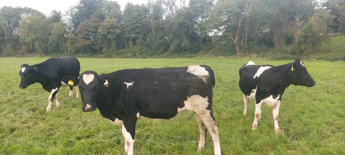 Maiden heifers - Image 3