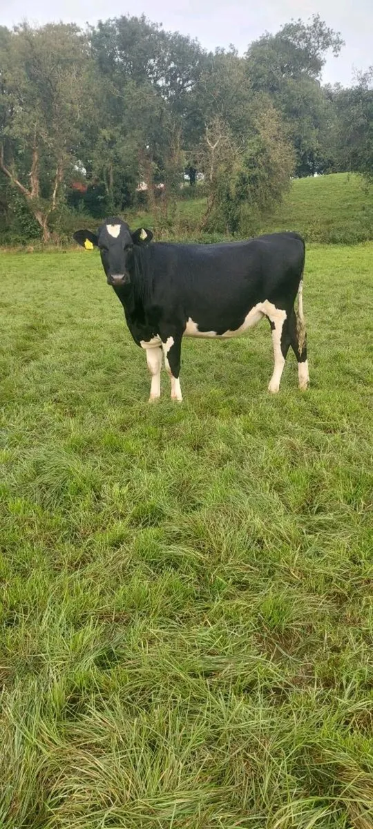 Maiden heifers - Image 4