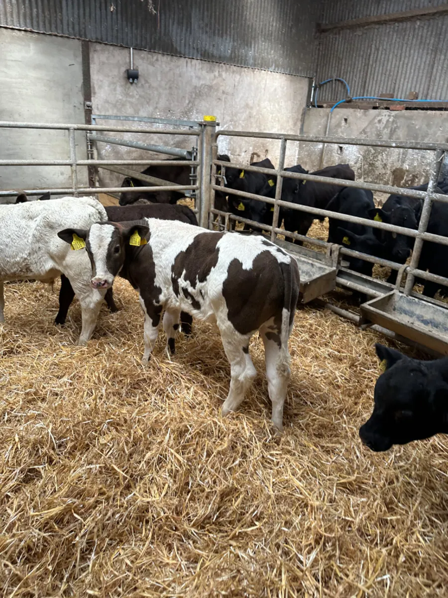 Angus Charolais and Simmental bulls - Image 4