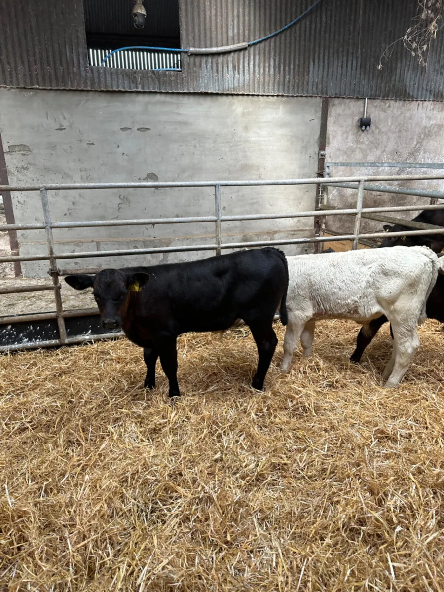 Angus Charolais and Simmental bulls - Image 2