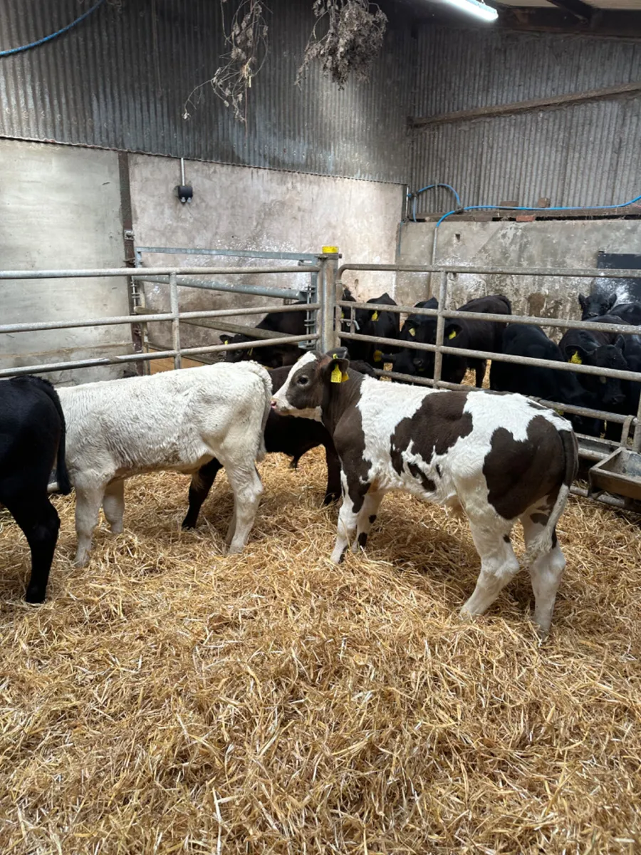 Angus Charolais and Simmental bulls - Image 3