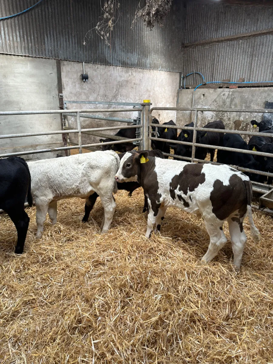 Angus Charolais and Simmental bulls - Image 1