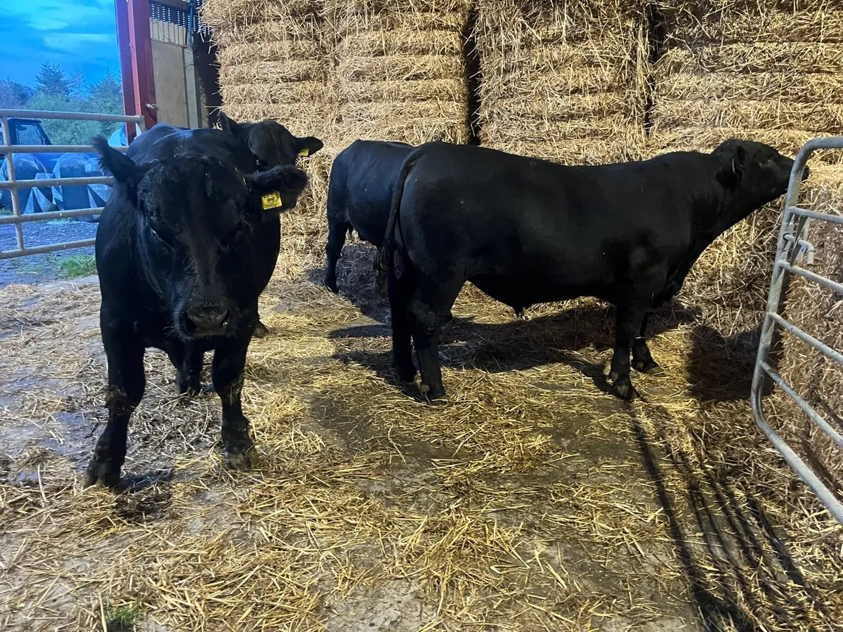 Aberdeen Angus Bulls - Image 1