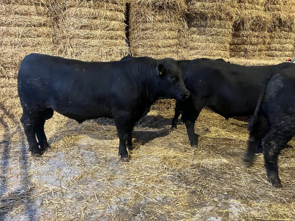 Aberdeen Angus Bulls - Image 2