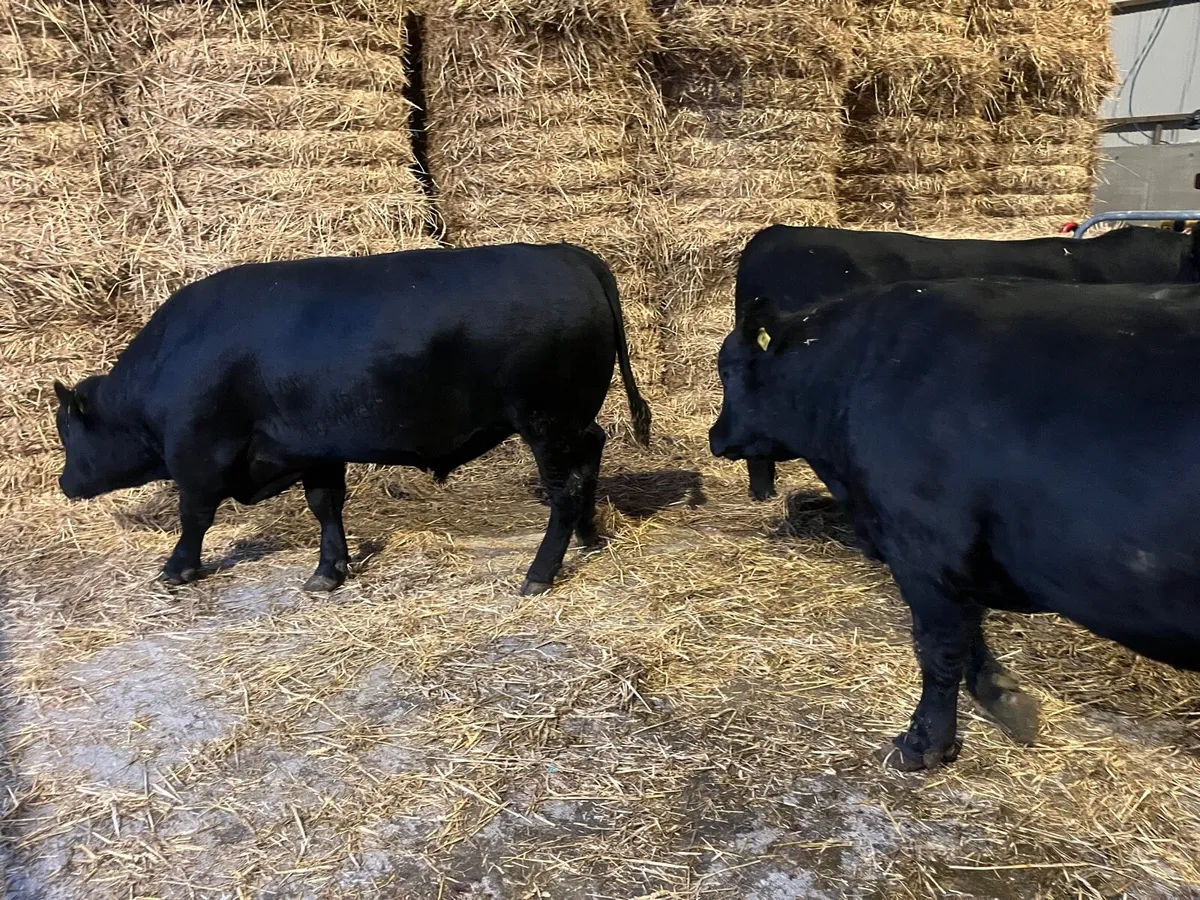 Aberdeen Angus Bulls - Image 3