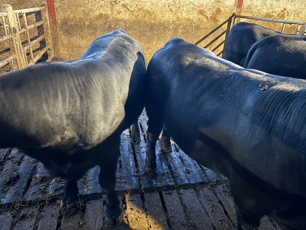 Aberdeen Angus Bulls - Image 4
