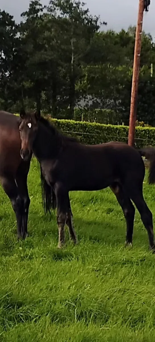 Filly foal - Image 1