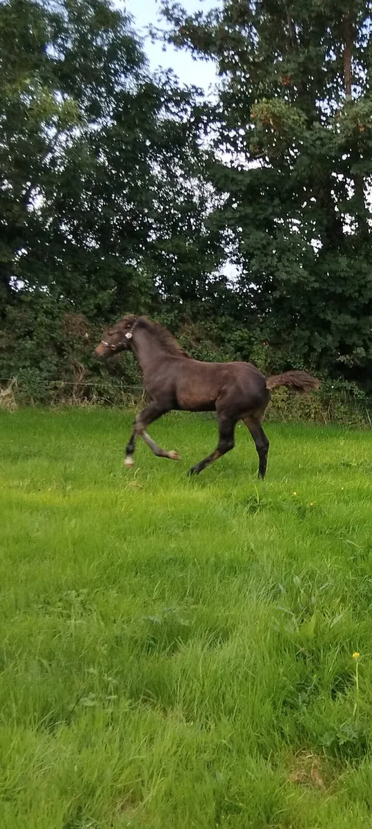 Filly foal - Image 2