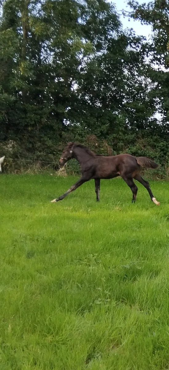 Filly foal - Image 3