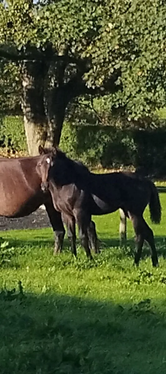 Filly foal - Image 4