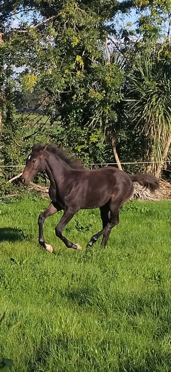 Filly foal - Image 4