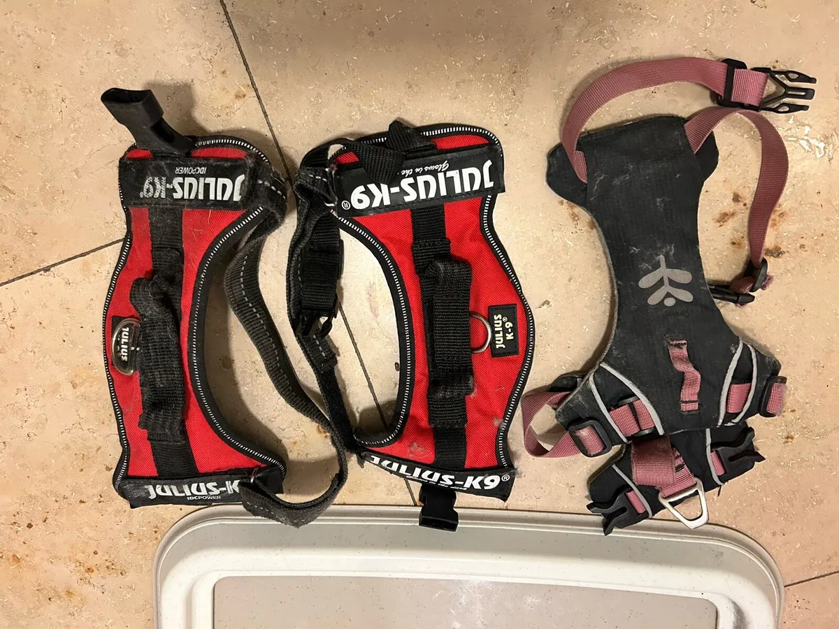 Dog accessories - Image 4