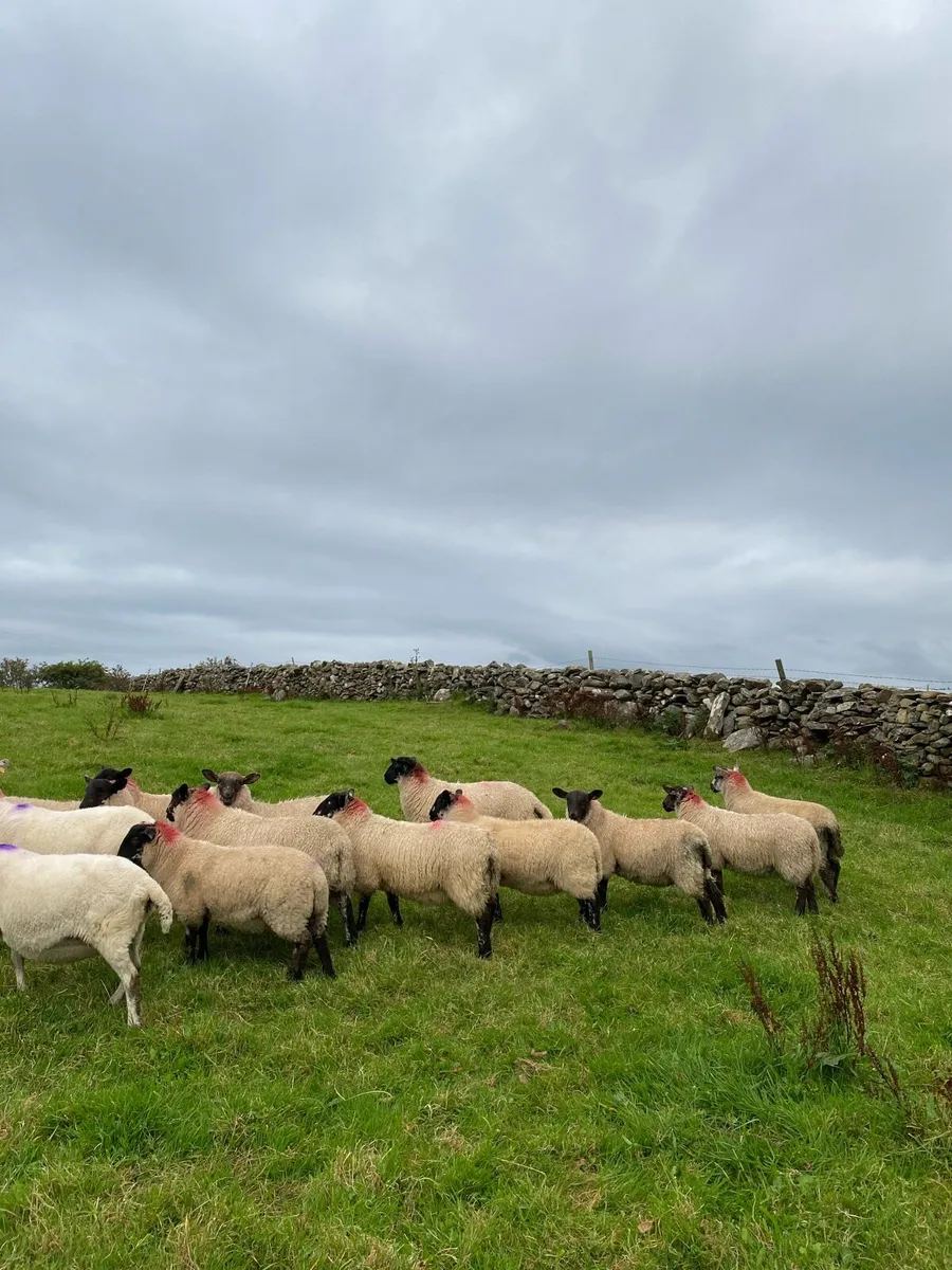 Ewe Lambs - Image 1