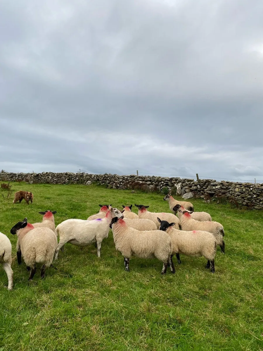 Ewe Lambs - Image 2