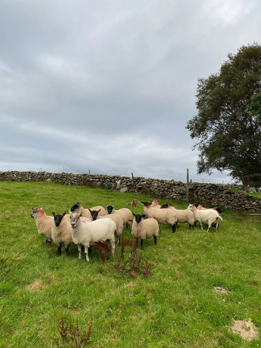 Ewe Lambs - Image 3