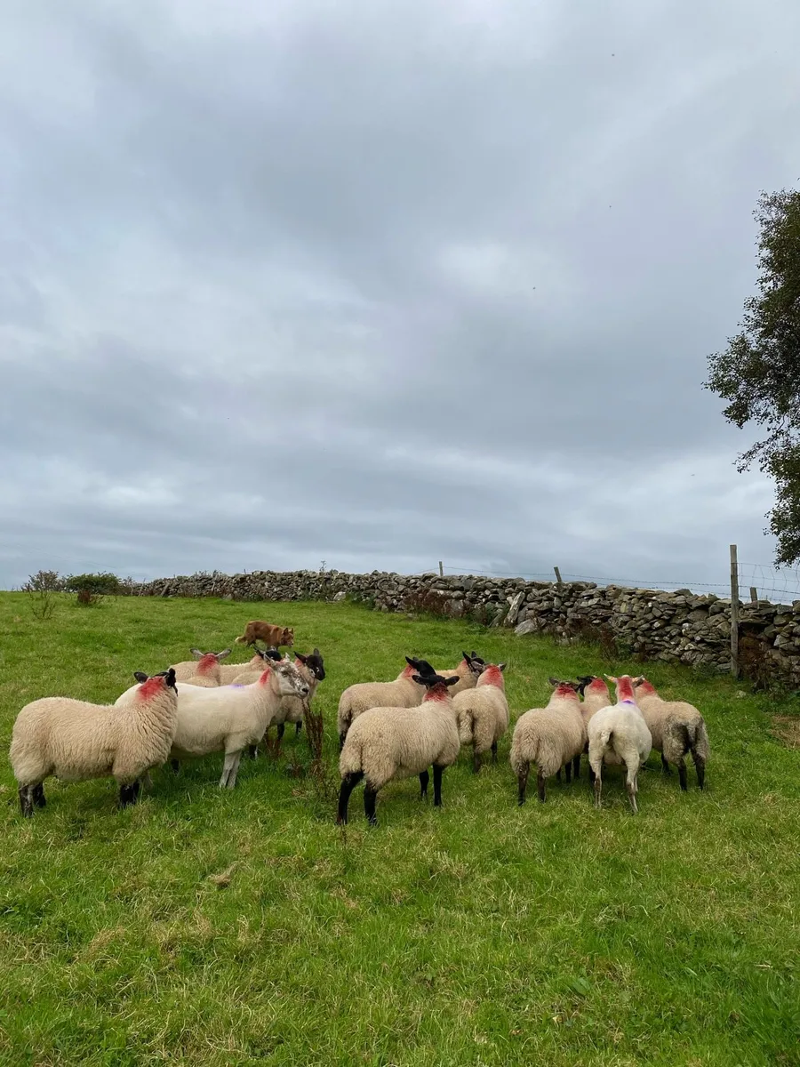 Ewe Lambs - Image 4