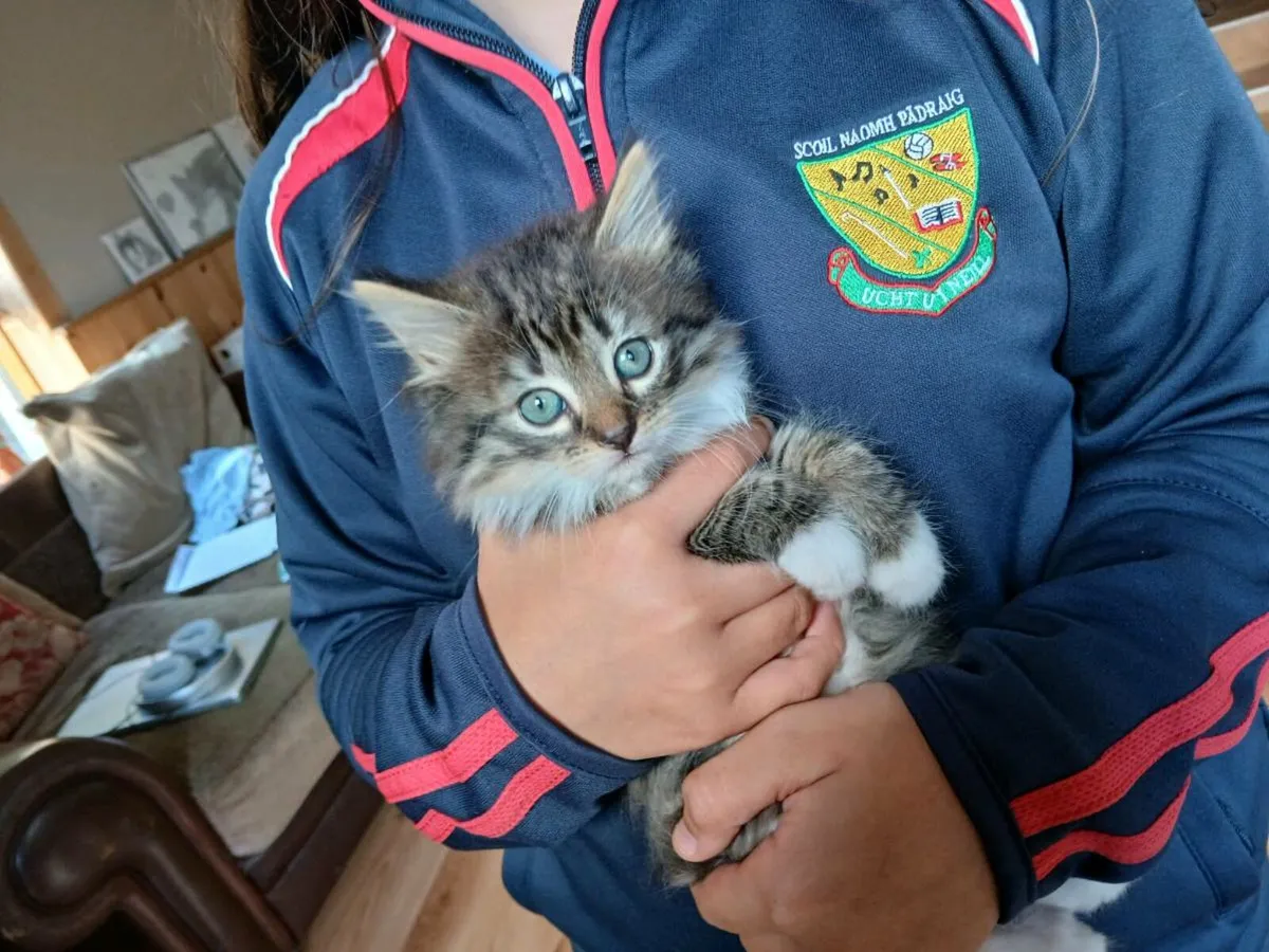 Kittens - Image 3