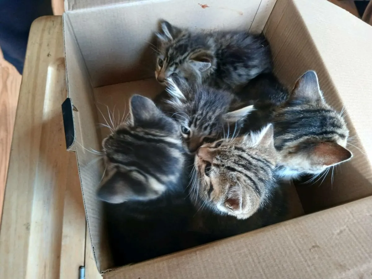 Kittens - Image 4