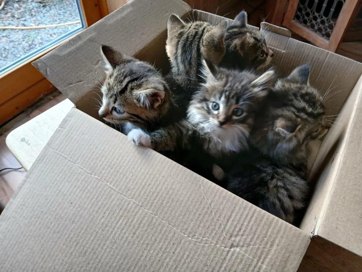 Kittens - Image 1
