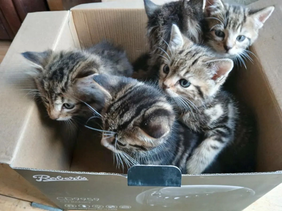 Kittens - Image 2