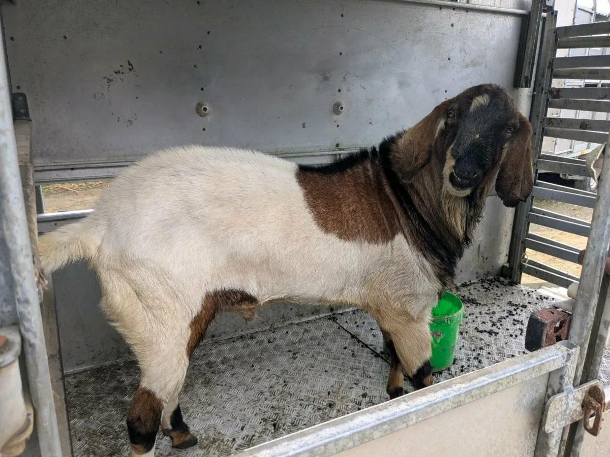 Buck goat