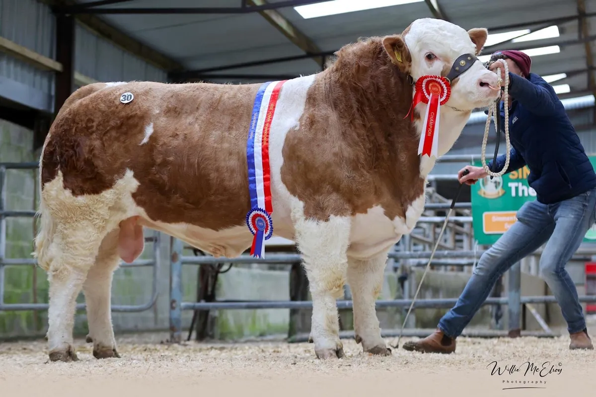 Pedigree Simmental bulls - Image 1