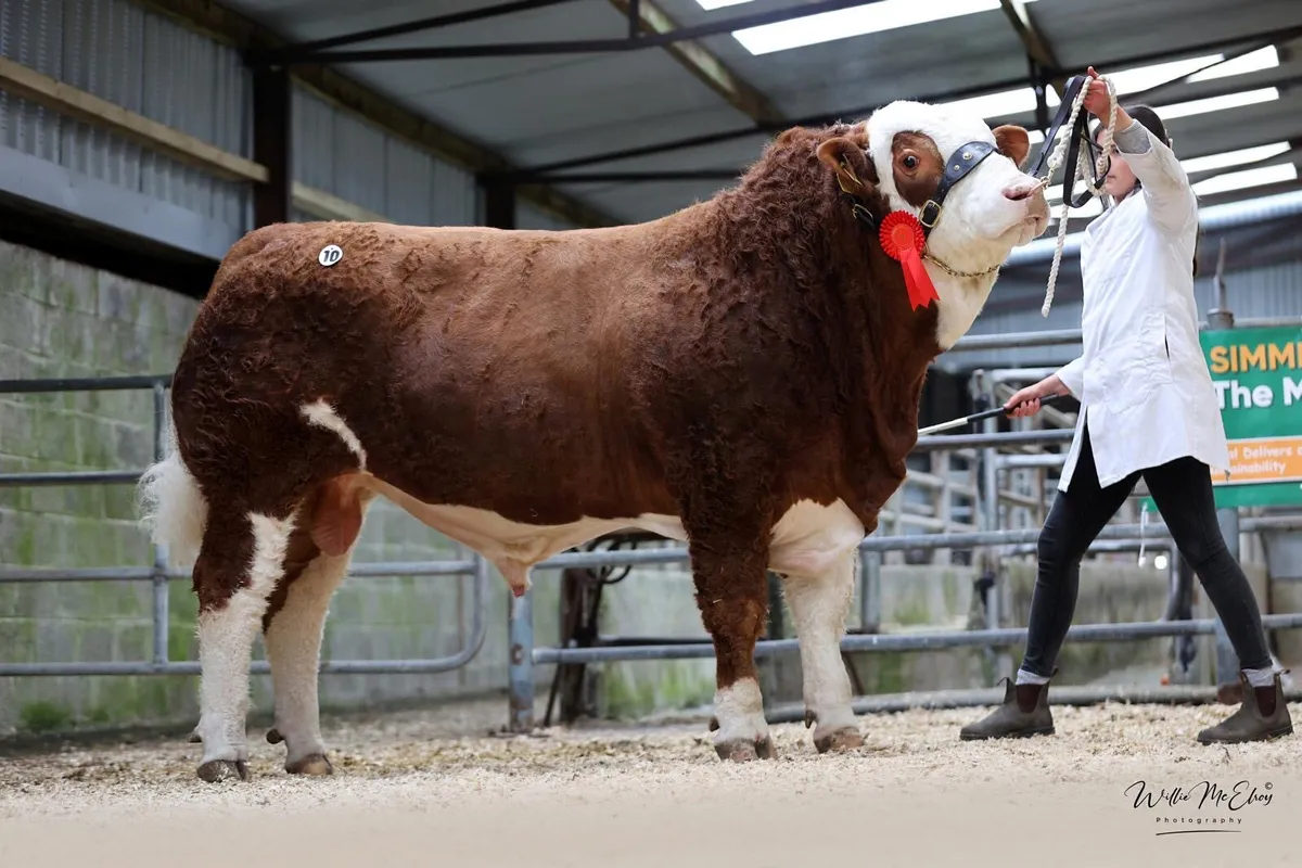 Pedigree Simmental bulls - Image 2