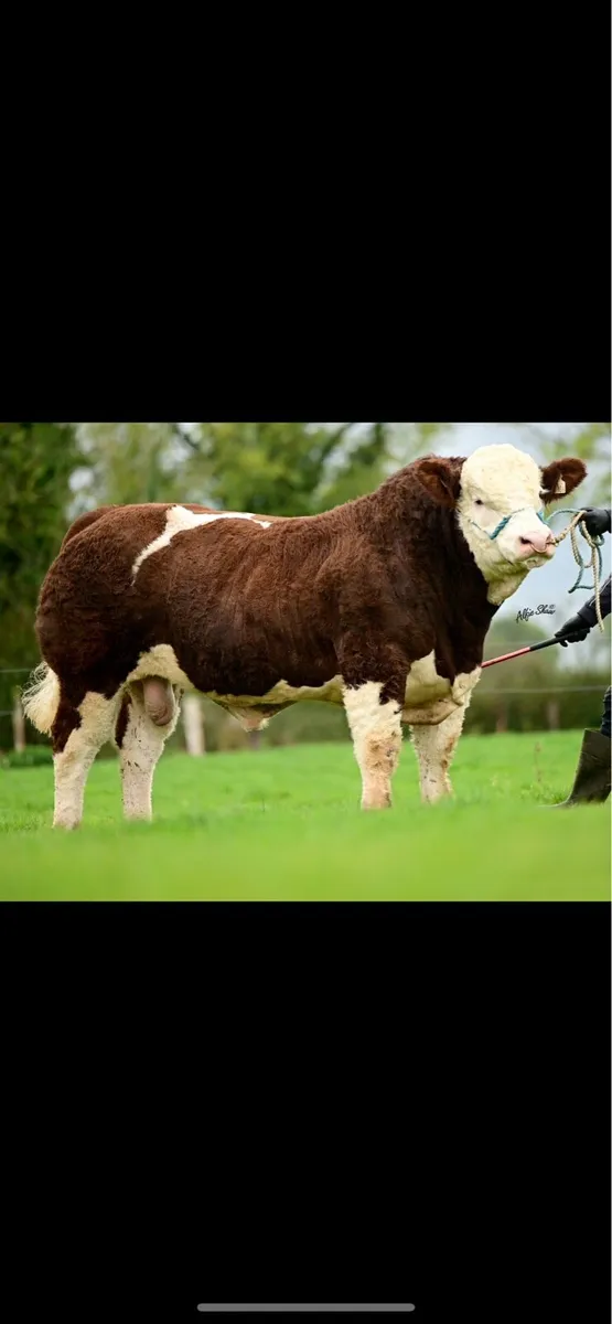 Pedigree Simmental bulls - Image 4