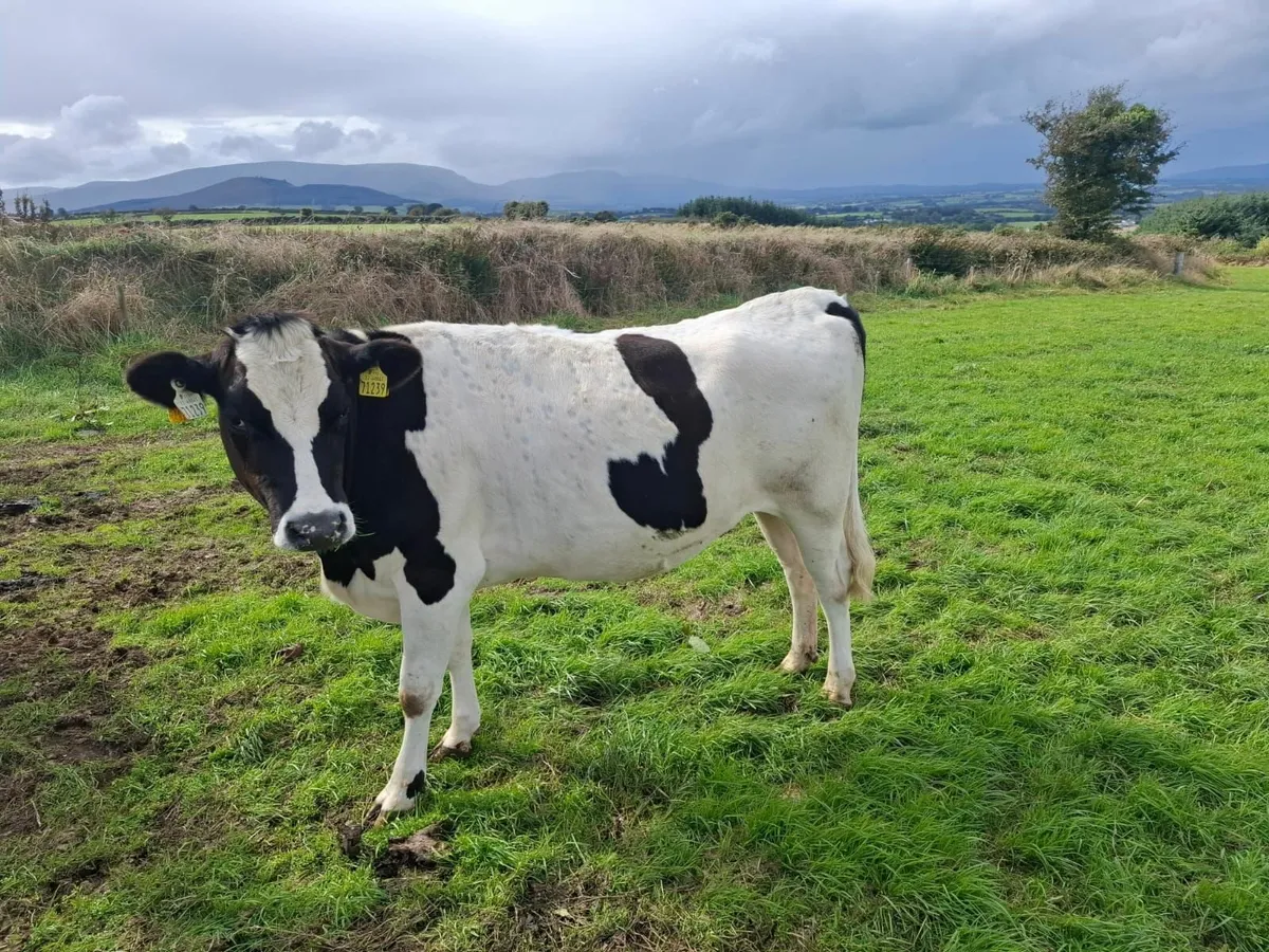 Empty bulling heifers - Image 2