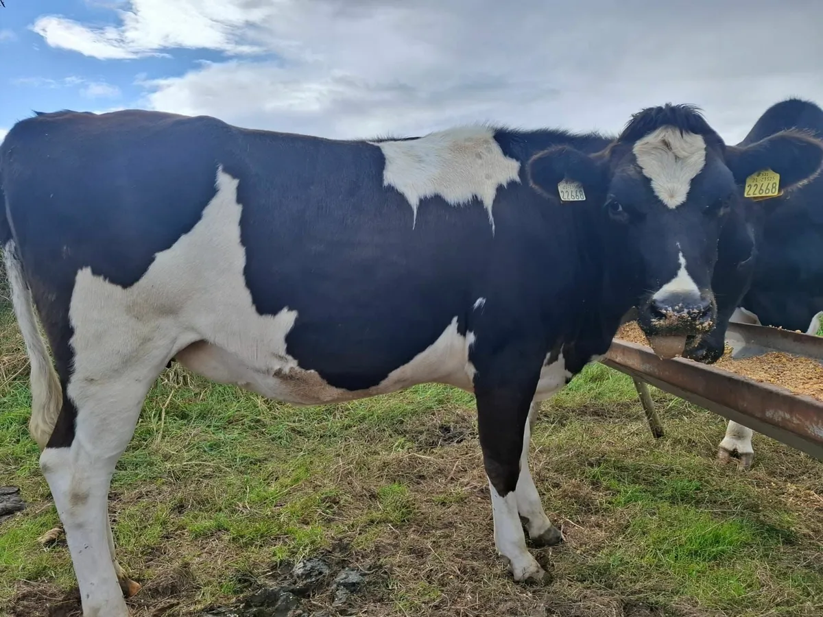 Empty bulling heifers - Image 3