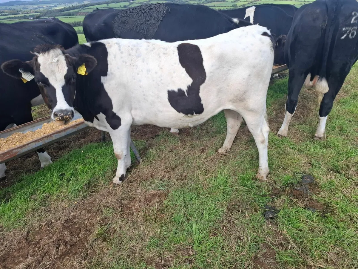Empty bulling heifers - Image 4