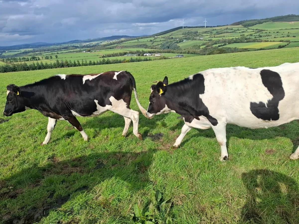 Empty bulling heifers - Image 1