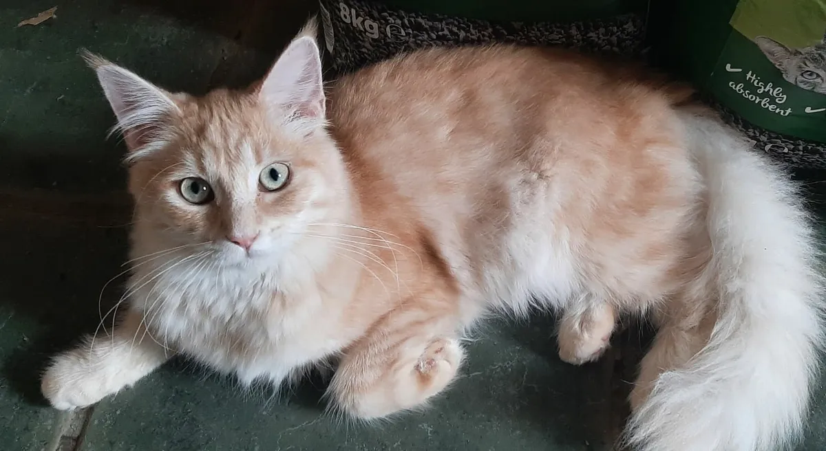 PB Maine Coon Kittens - Image 4