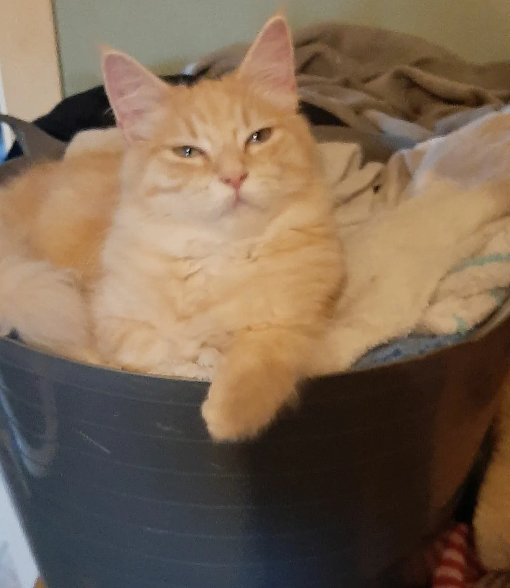 PB Maine Coon Kittens - Image 1