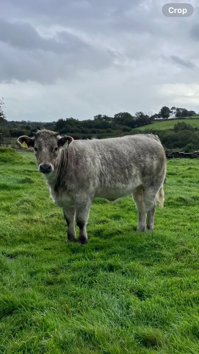 2 Belgian blue heifers - Image 3