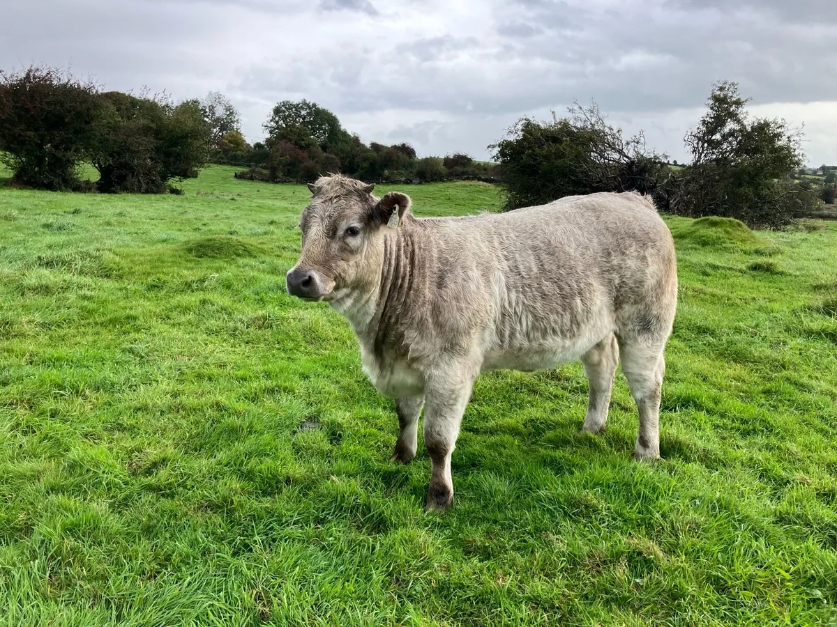 2 Belgian blue heifers - Image 4