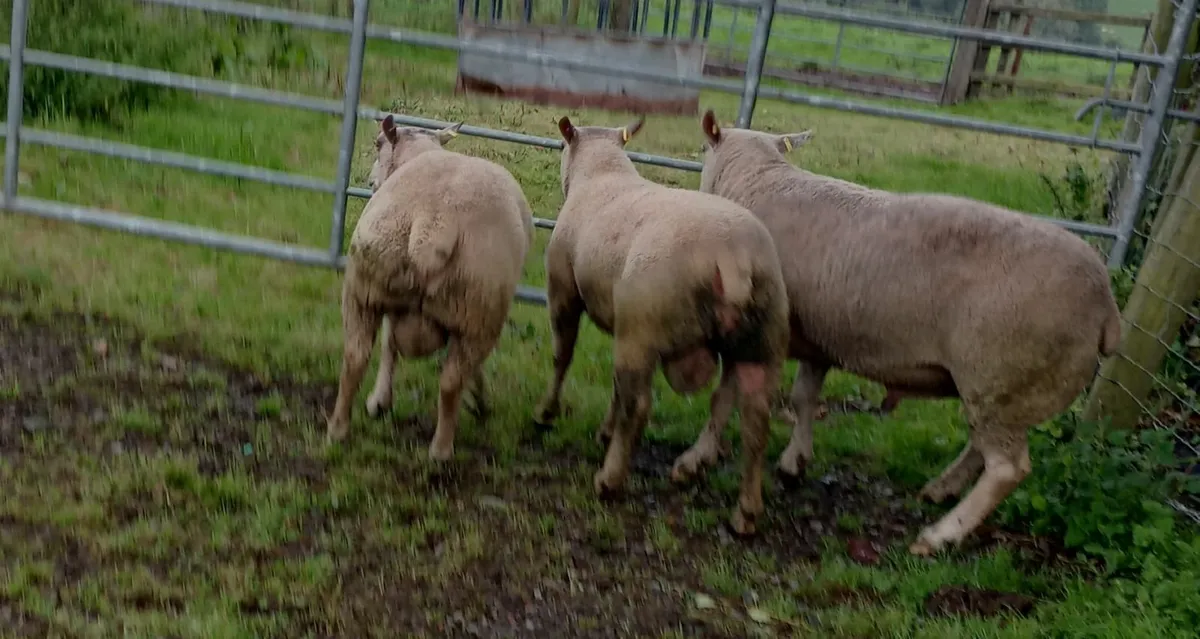 2 PBNR Charollais Hogget Rams - Image 3