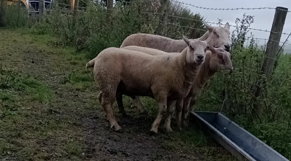 2 PBNR Charollais Hogget Rams - Image 4